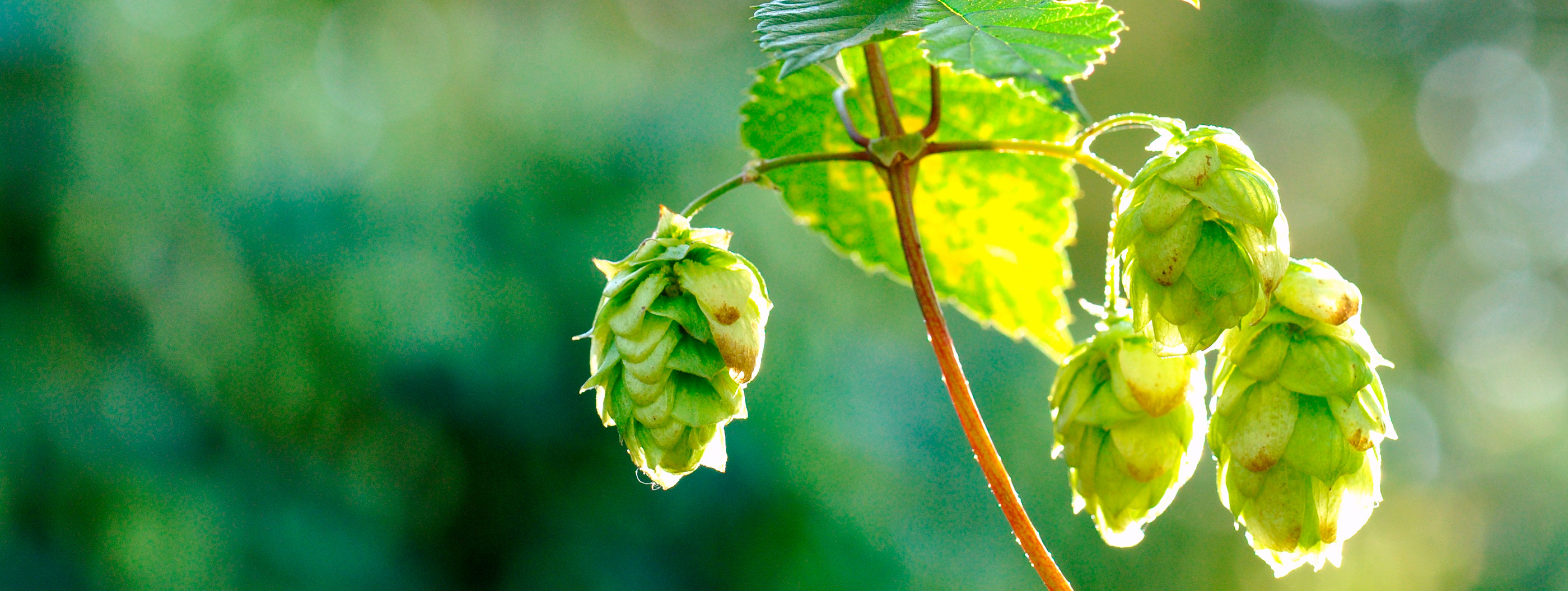 Los lúpulos «nobles» de la cerveza