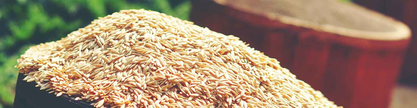 El arroz y el maíz en la cerveza: más allá de la cebada